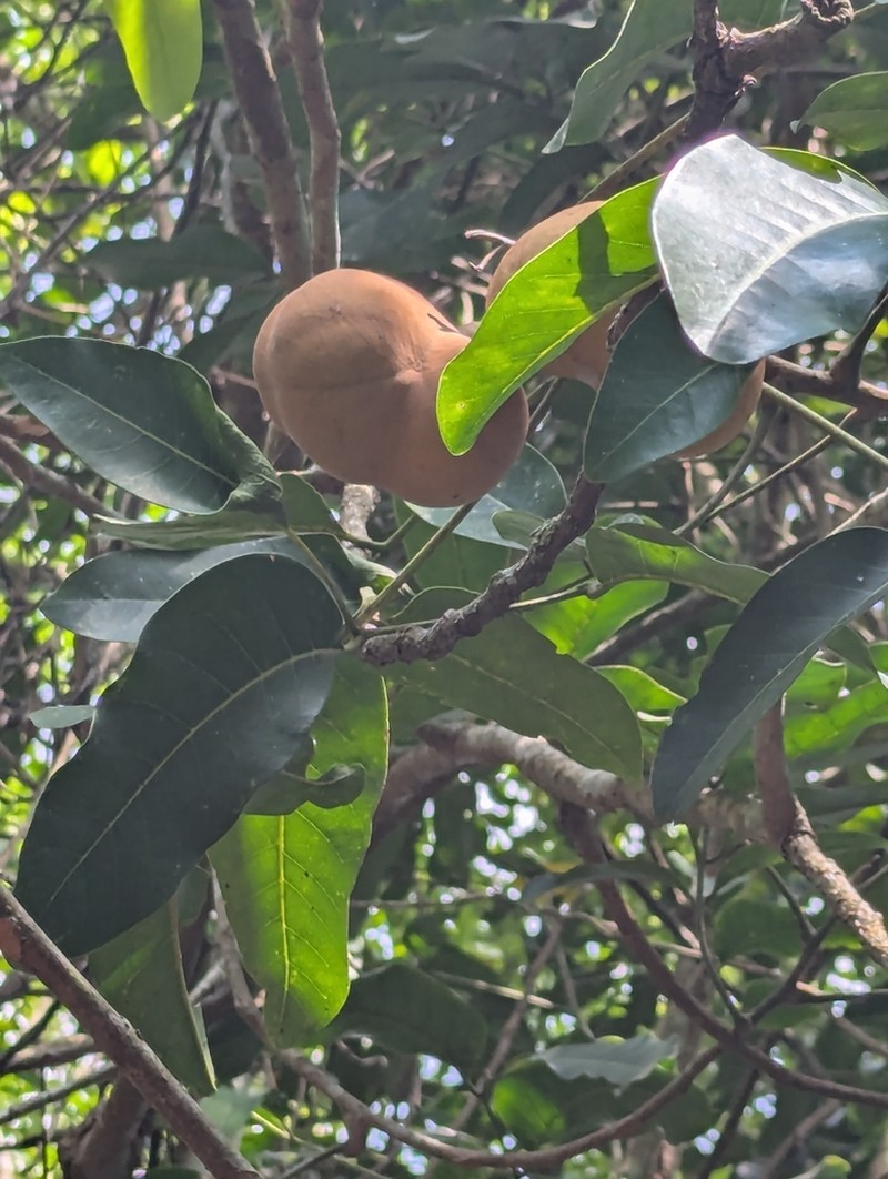 Aglaia cucullata photo 6