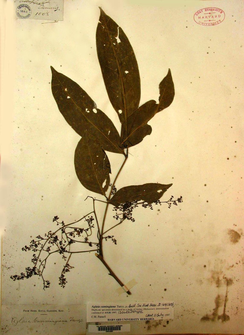 Aglaia cumingiana