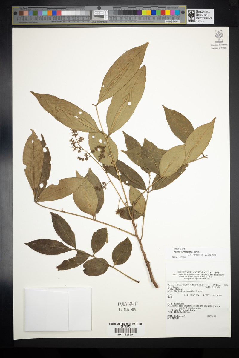 Aglaia cumingiana photo 3