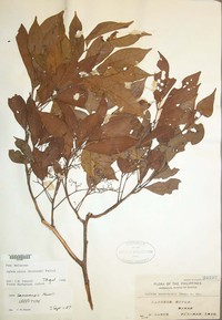 Aglaia edulis