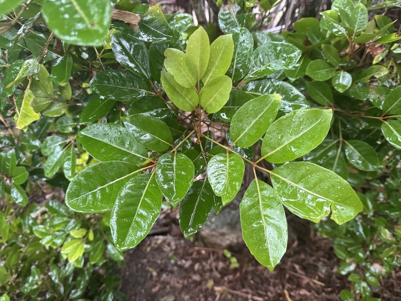 Aglaia elaeagnoidea photo 4
