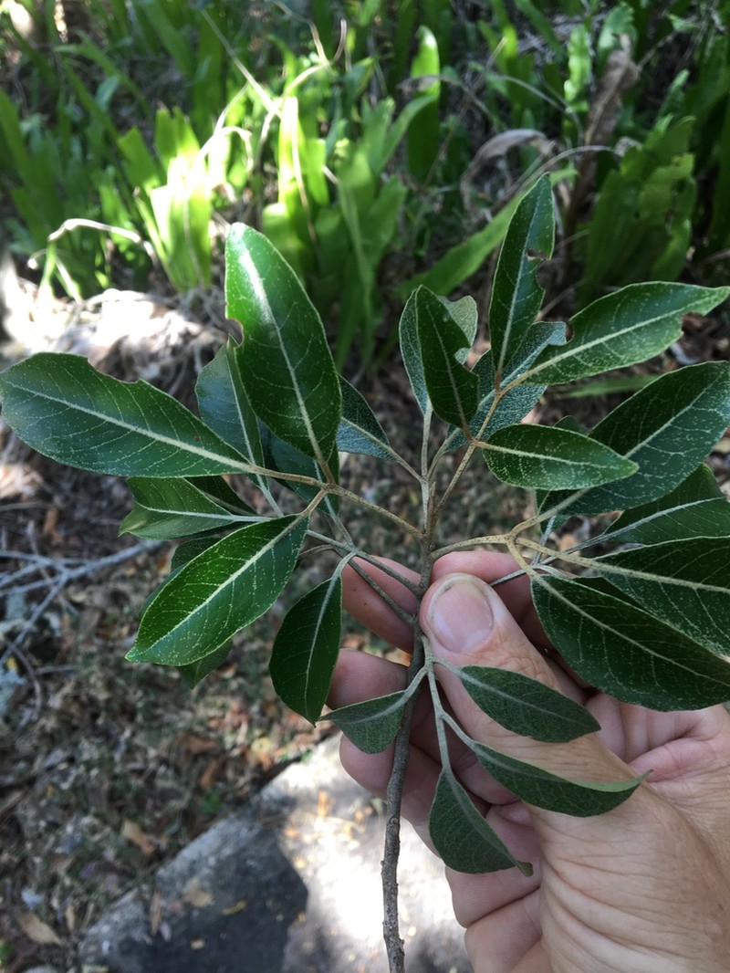Aglaia elaeagnoidea photo 5