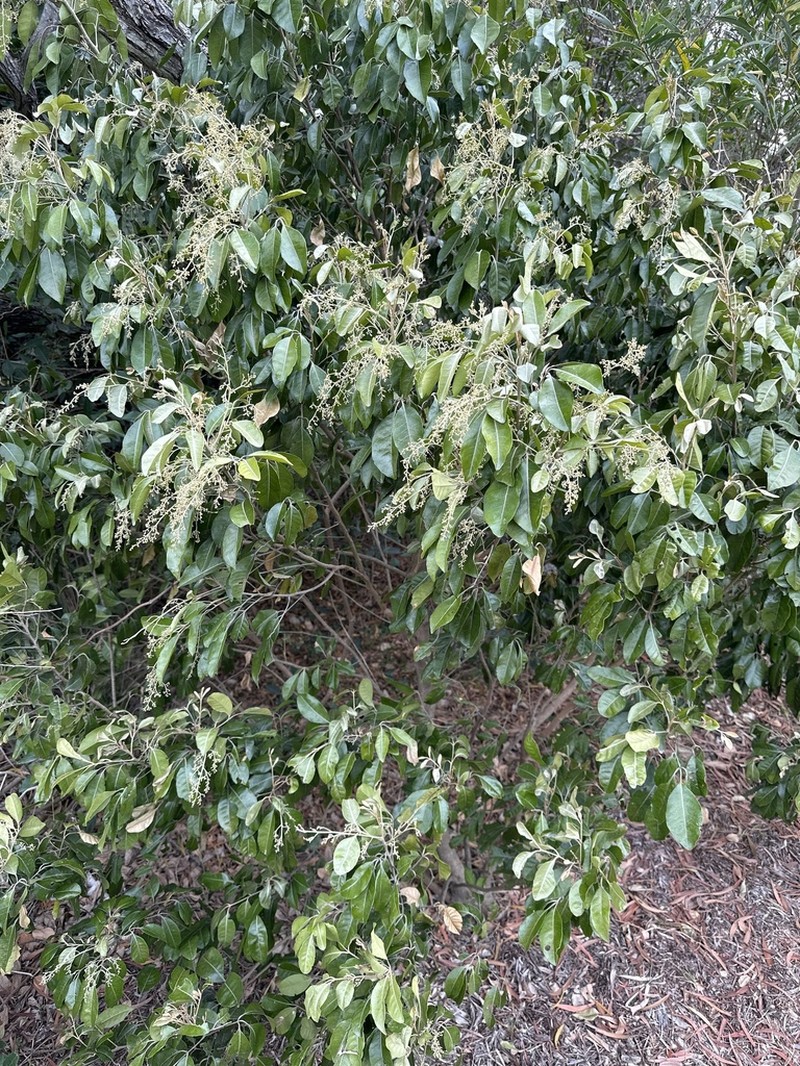 Aglaia elaeagnoidea photo 8