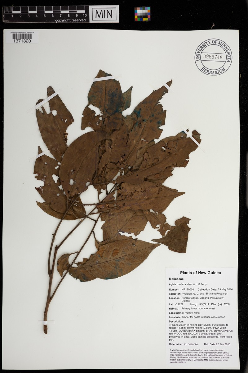Aglaia elliptica subsp. elliptica