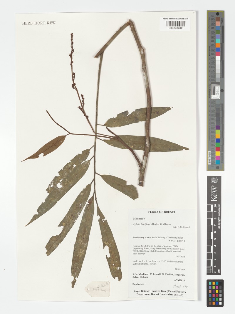 Aglaia elliptica subsp. elliptica photo 2