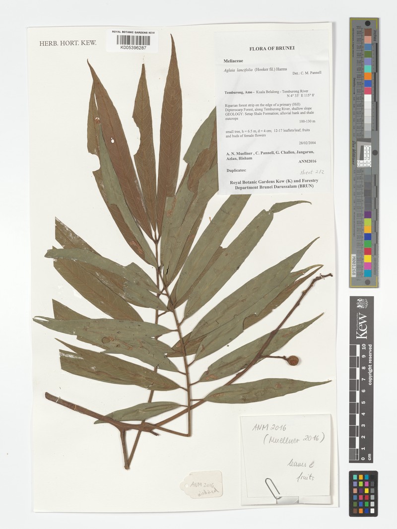 Aglaia elliptica subsp. elliptica photo 3