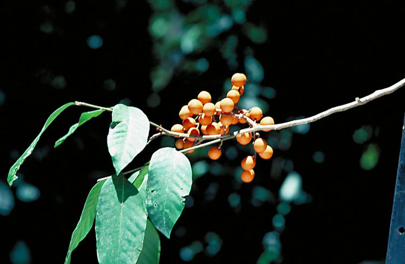 Aglaia euryanthera