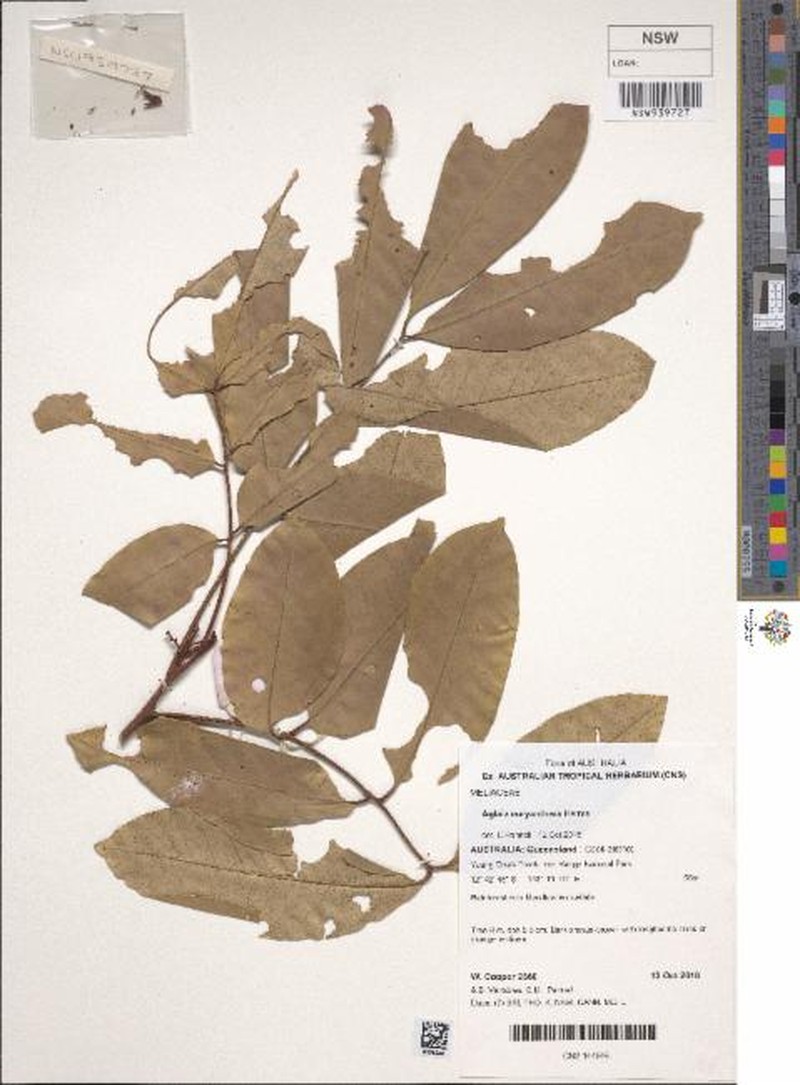 Aglaia euryanthera photo 3