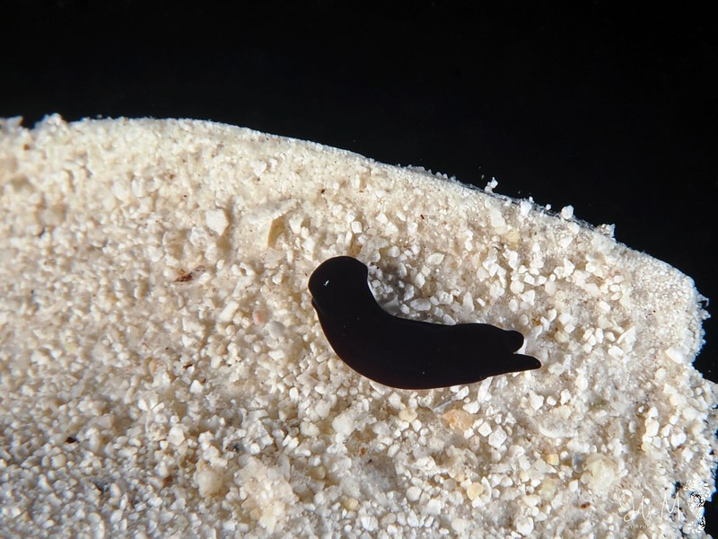 Aglaia fellii