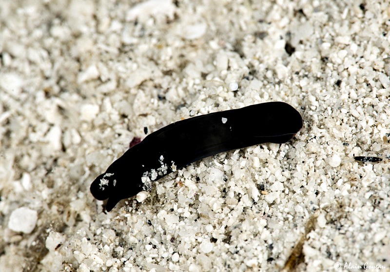 Aglaia fellii photo 2