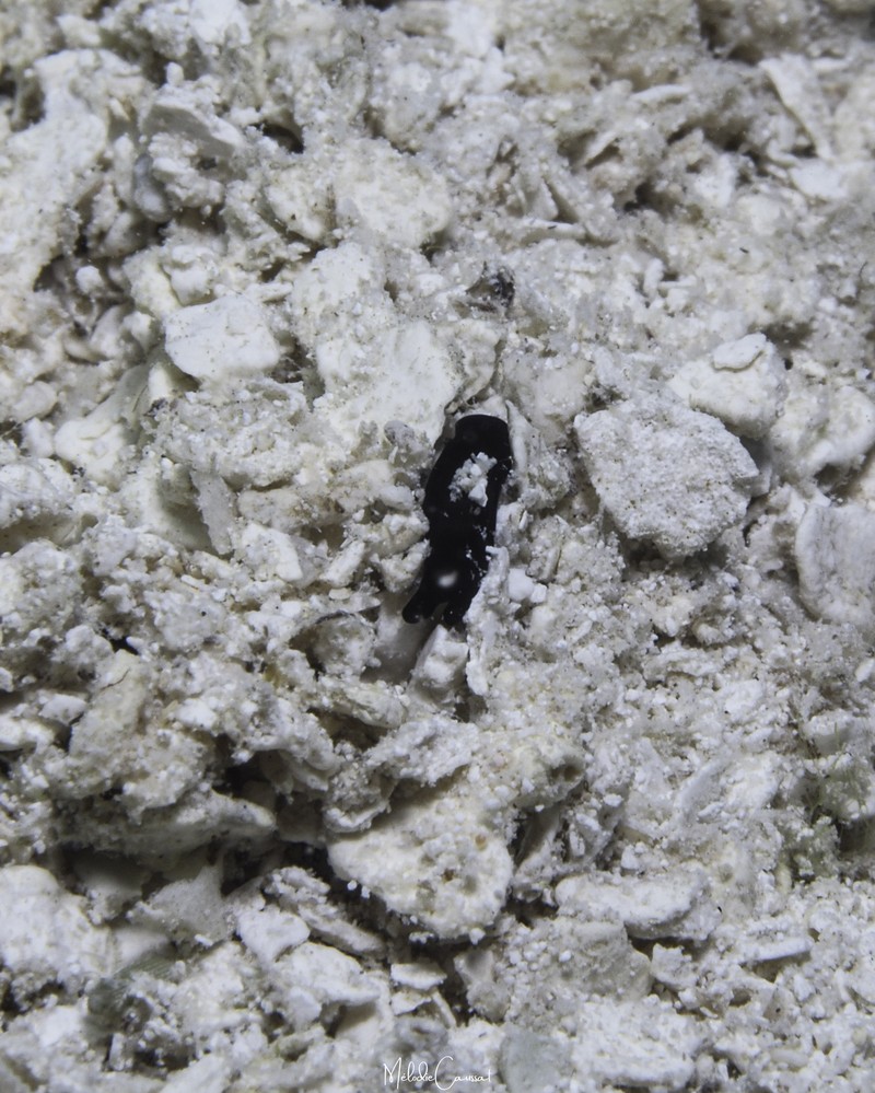 Aglaia fellii photo 3