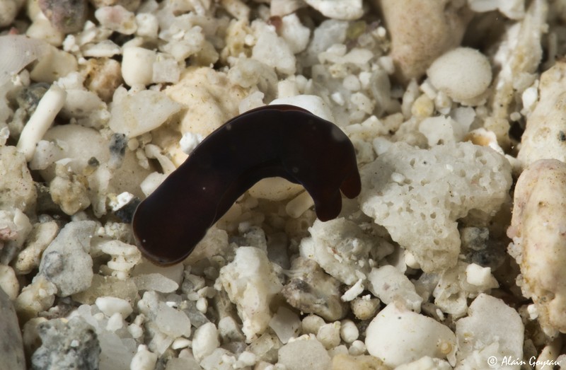 Aglaia fellii photo 5