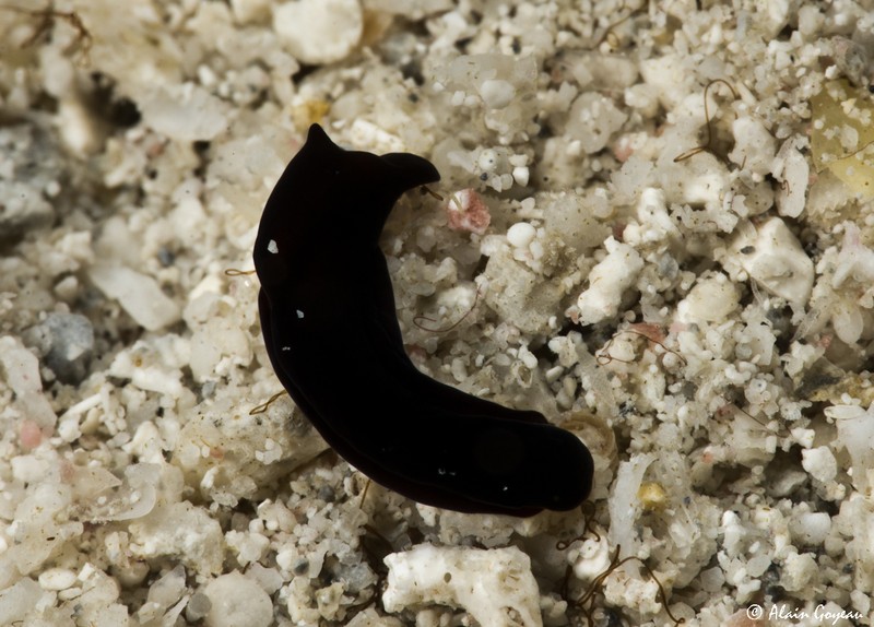 Aglaia fellii photo 6