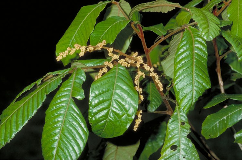 Aglaia ferruginea