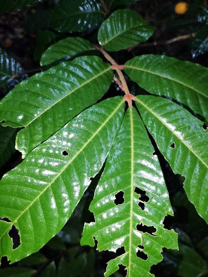 Aglaia ferruginea photo 2