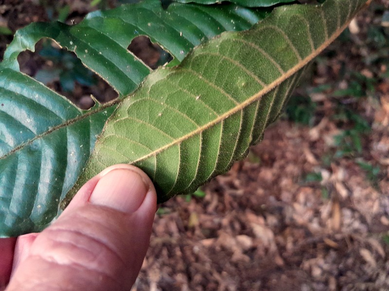 Aglaia ferruginea photo 3