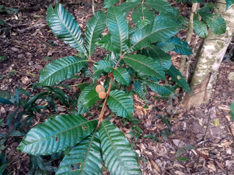 Aglaia ferruginea photo 4