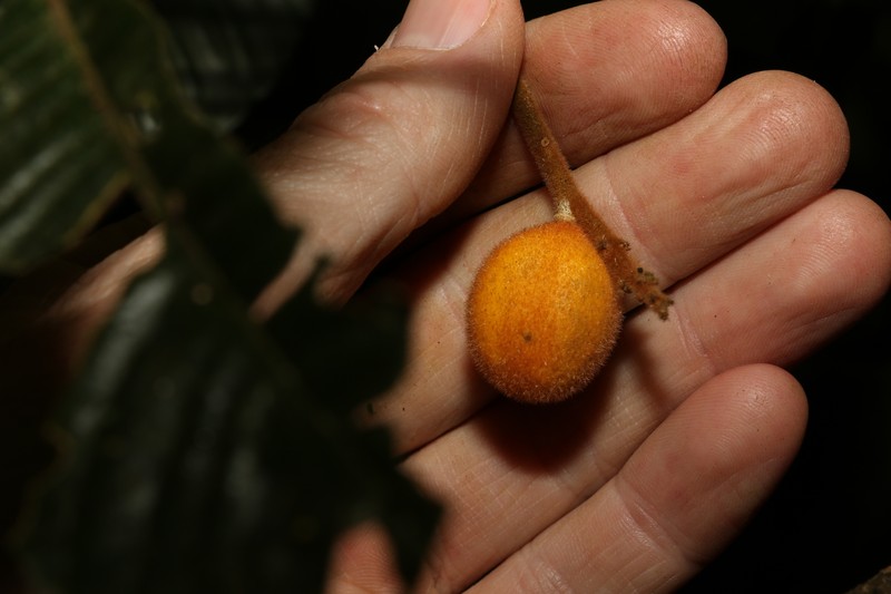 Aglaia ferruginea photo 5