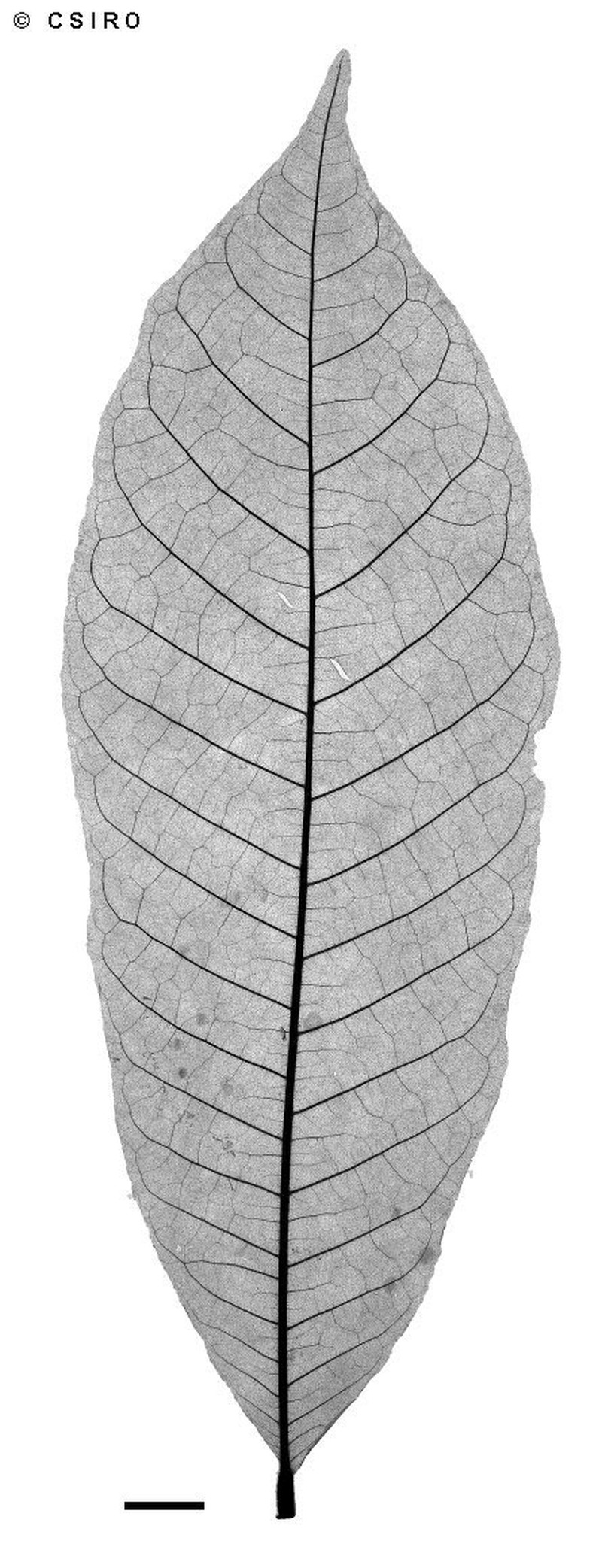 Aglaia ferruginea photo 6