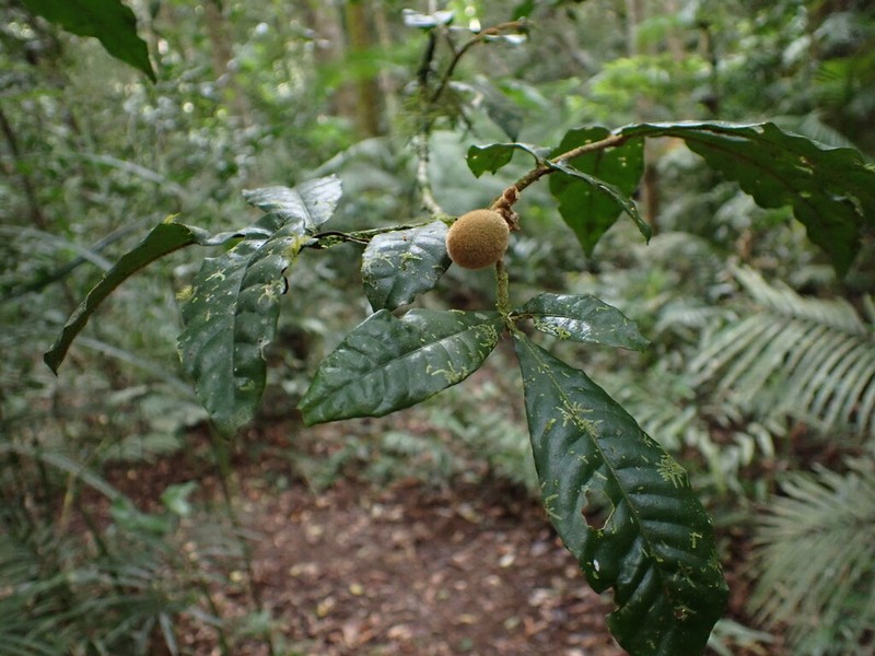 Aglaia ferruginea photo 7