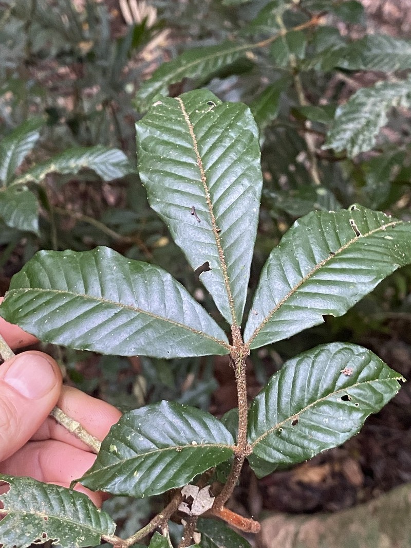 Aglaia ferruginea photo 8