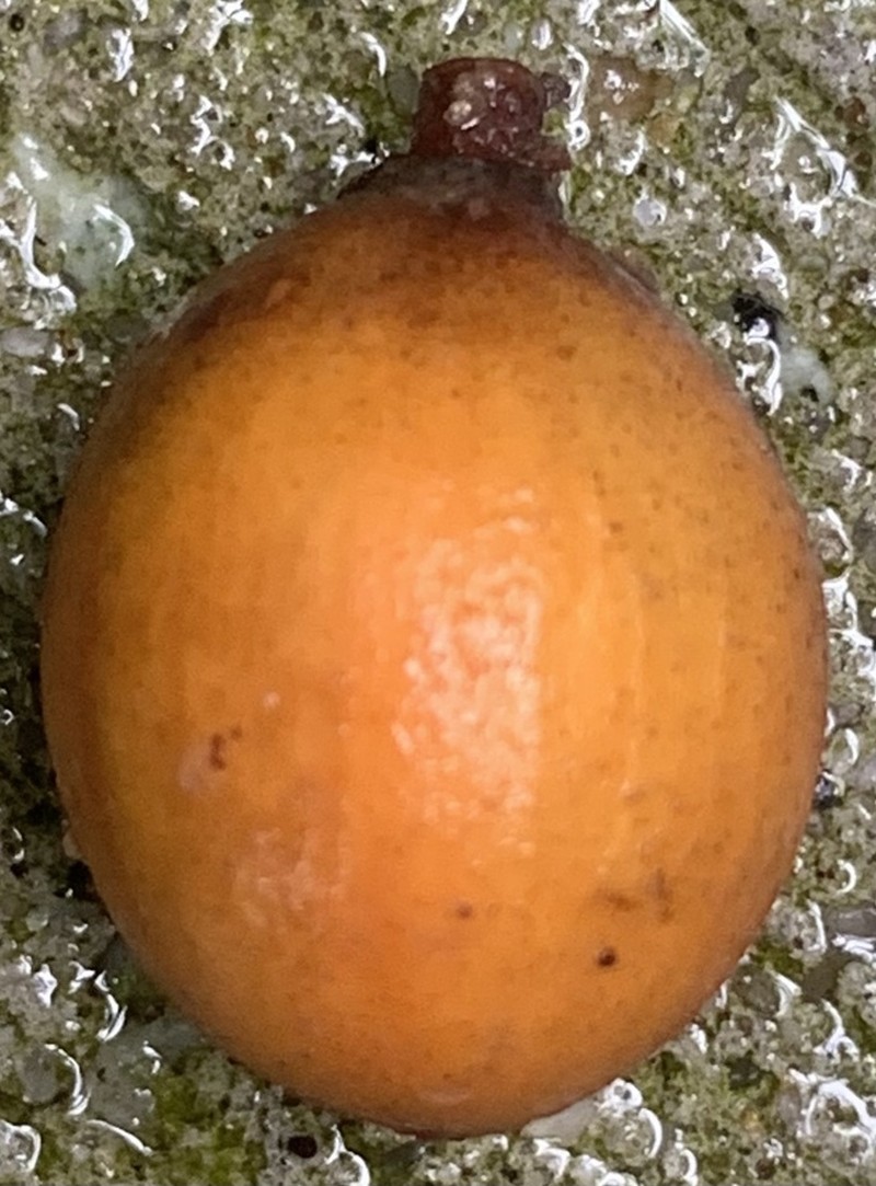 Aglaia korthalsii photo 2