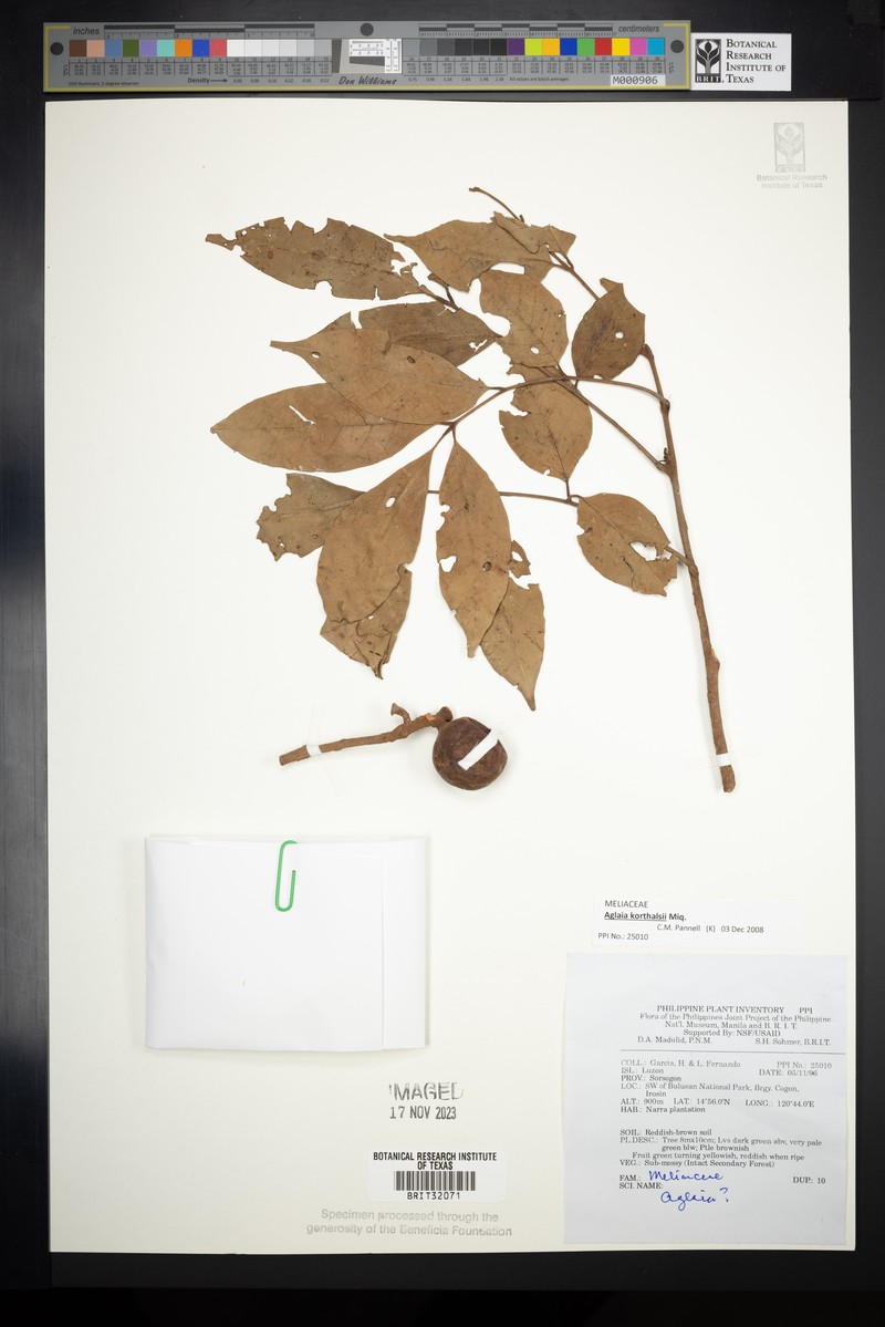 Aglaia korthalsii photo 6