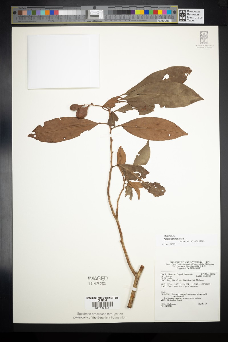 Aglaia korthalsii photo 7