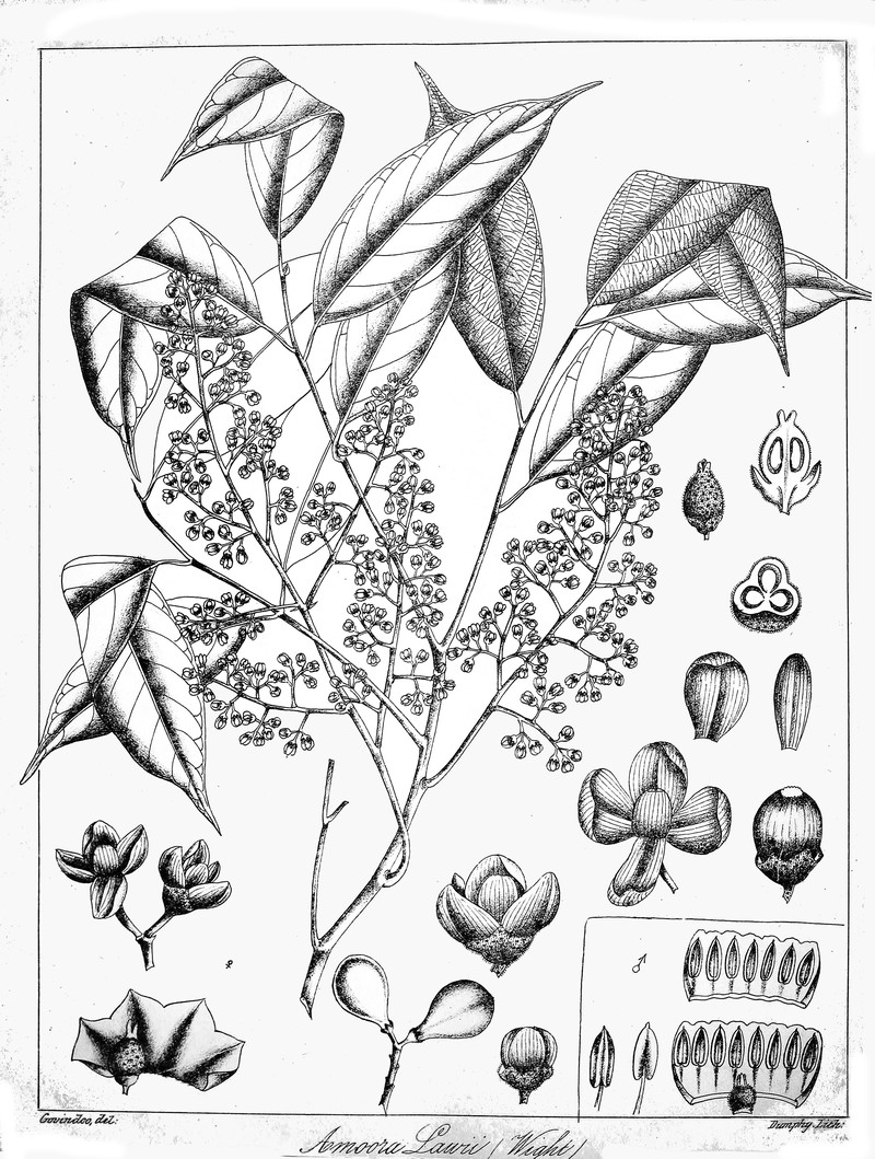 Aglaia lawii