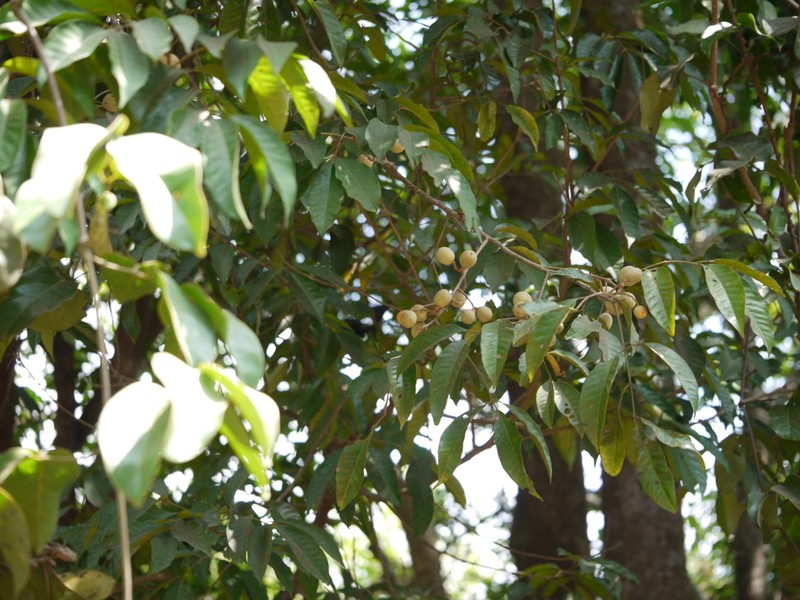 Aglaia lawii photo 8