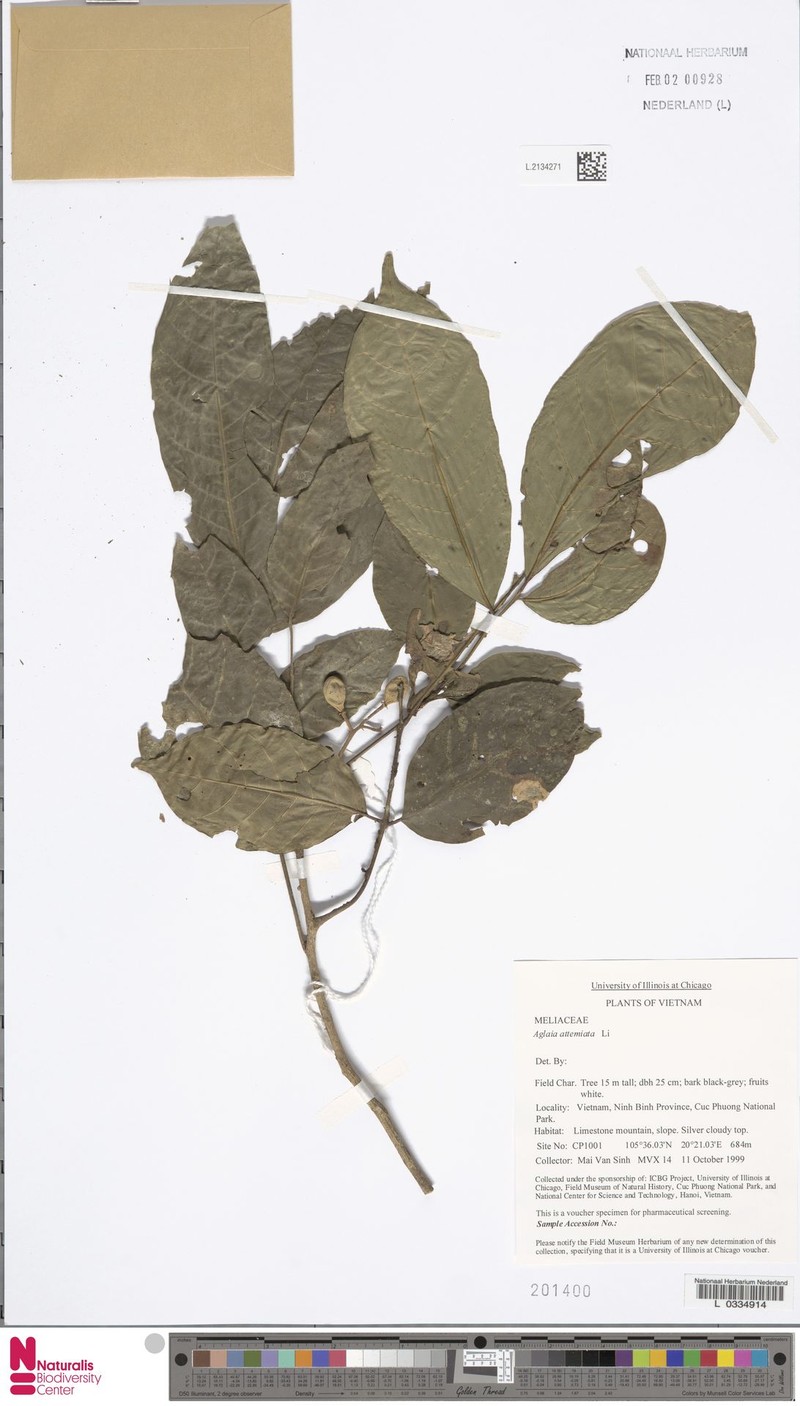 Aglaia lawii subsp. lawii