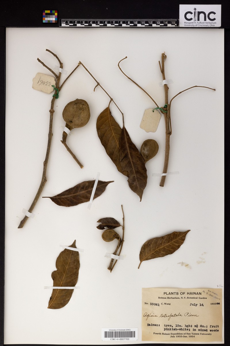 Aglaia lawii subsp. lawii photo 2