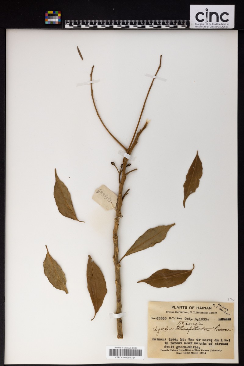 Aglaia lawii subsp. lawii photo 3