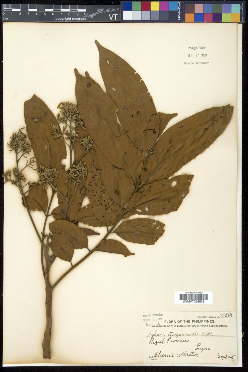 Aglaia lawii subsp. lawii photo 4