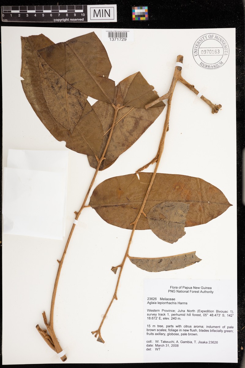 Aglaia lepiorrhachis photo 2