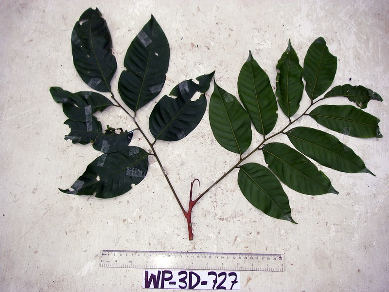 Aglaia lepiorrhachis photo 3