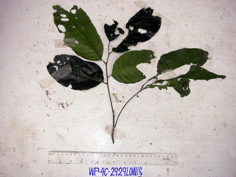 Aglaia lepiorrhachis photo 4