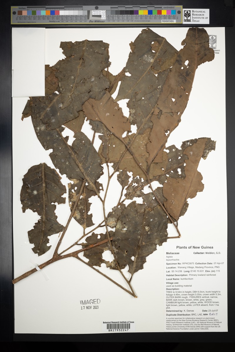 Aglaia lepiorrhachis photo 5