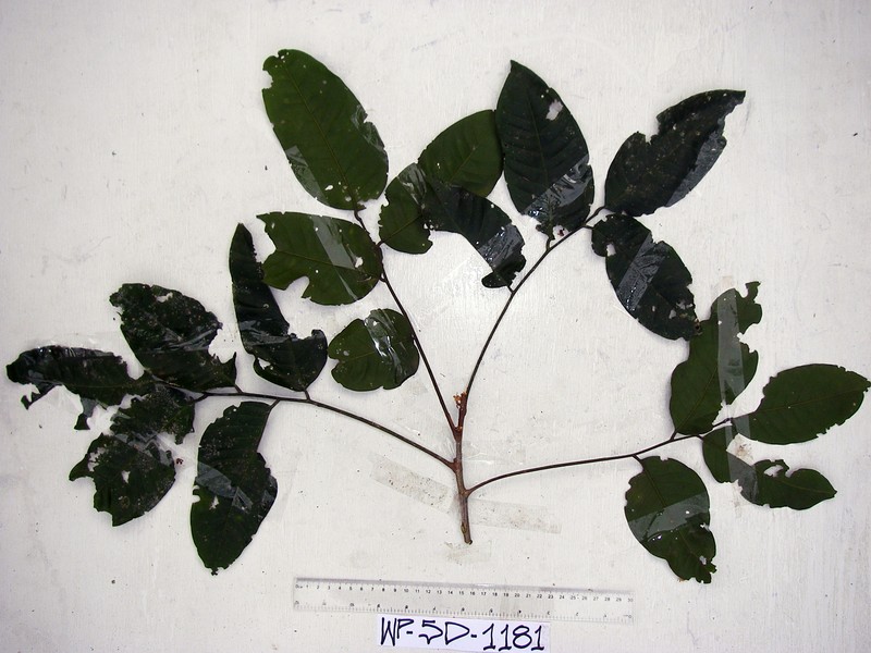 Aglaia lepiorrhachis photo 6