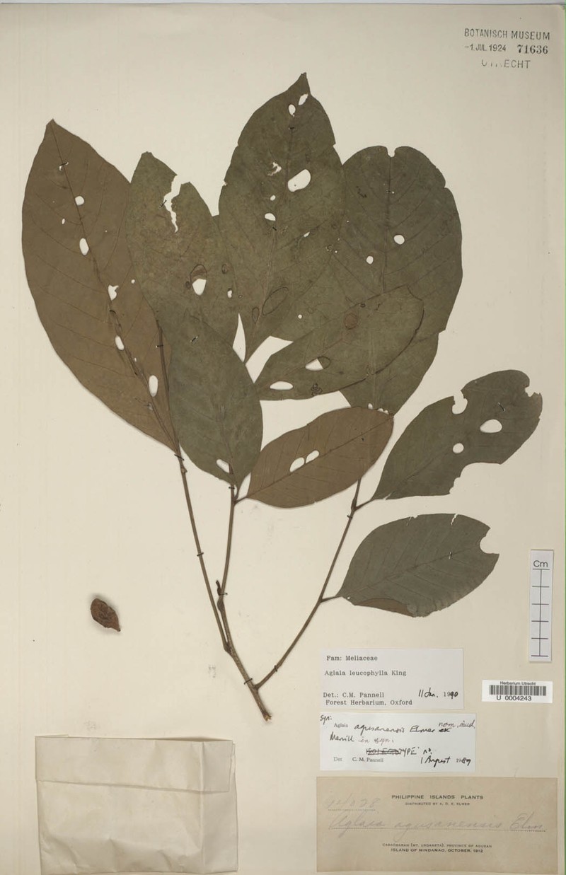 Aglaia leucophylla