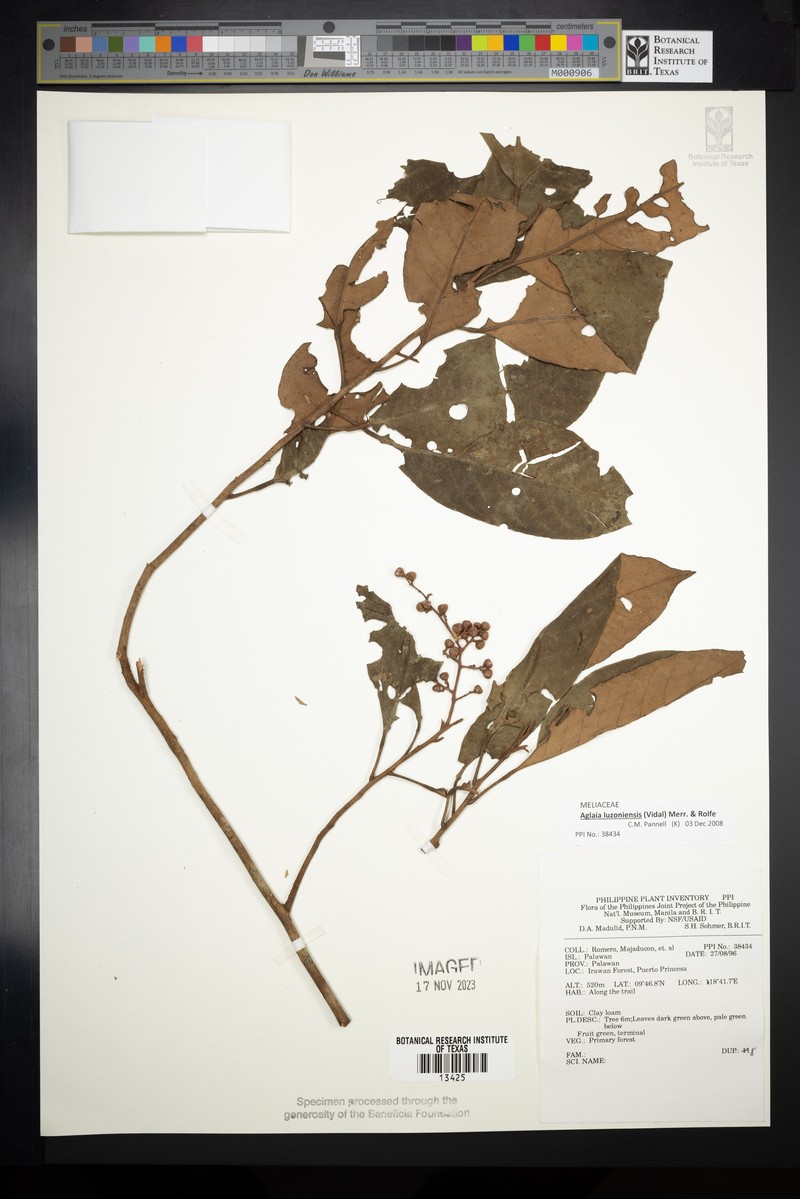 Aglaia luzoniensis photo 2