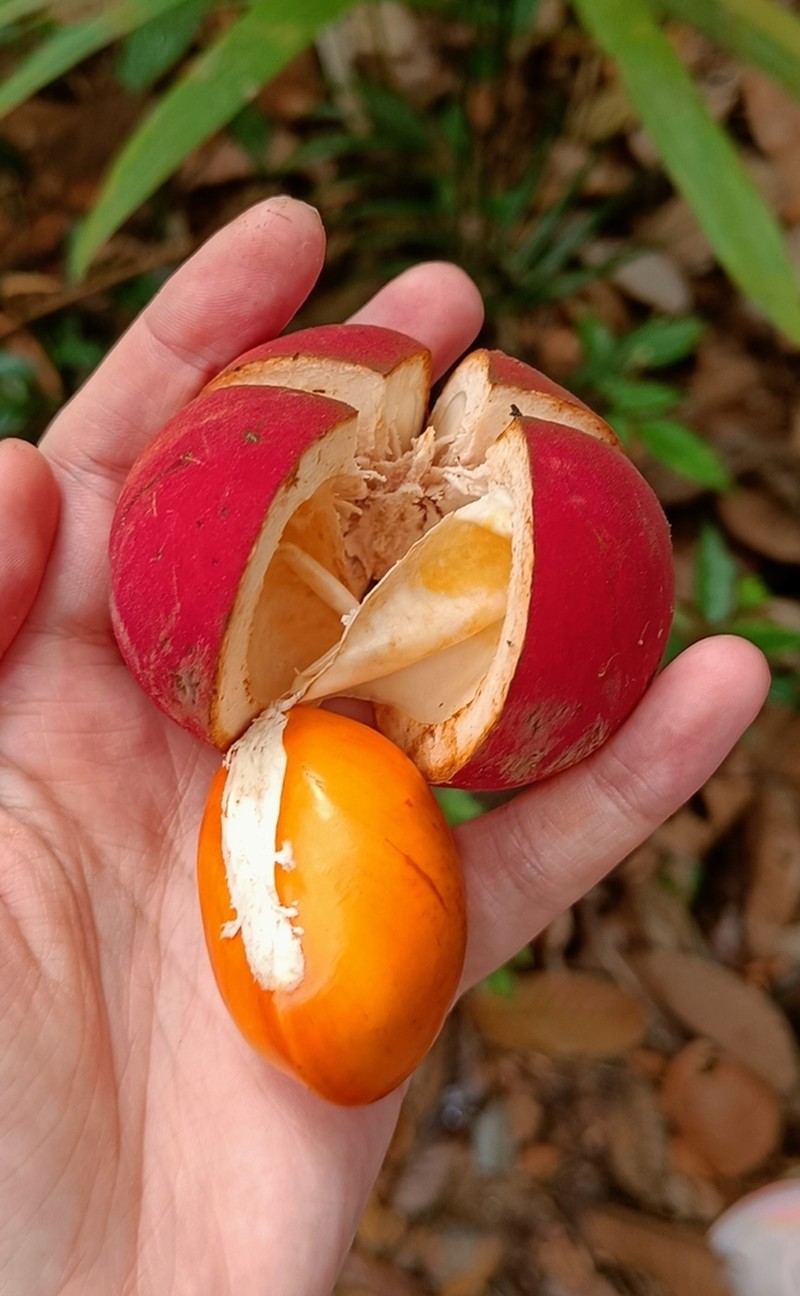 Aglaia macrocarpa photo 2