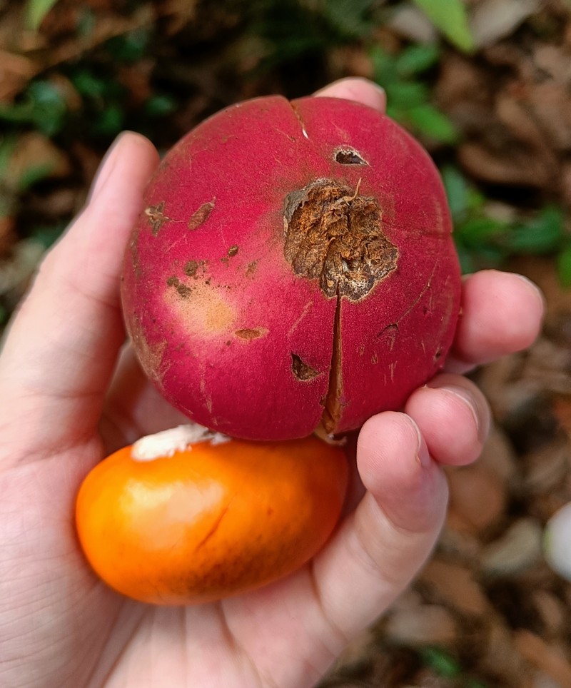 Aglaia macrocarpa photo 3