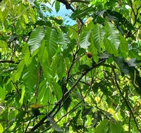 Aglaia mariannensis