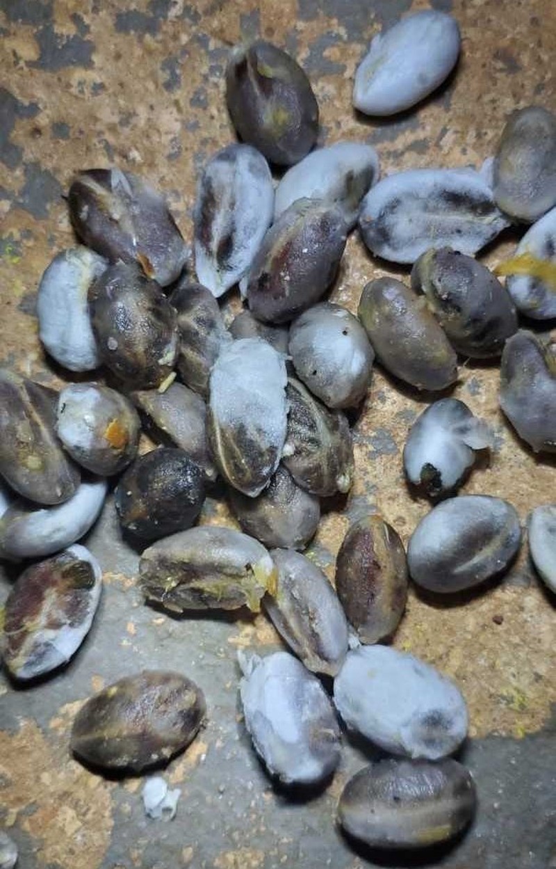 Aglaia mariannensis photo 2