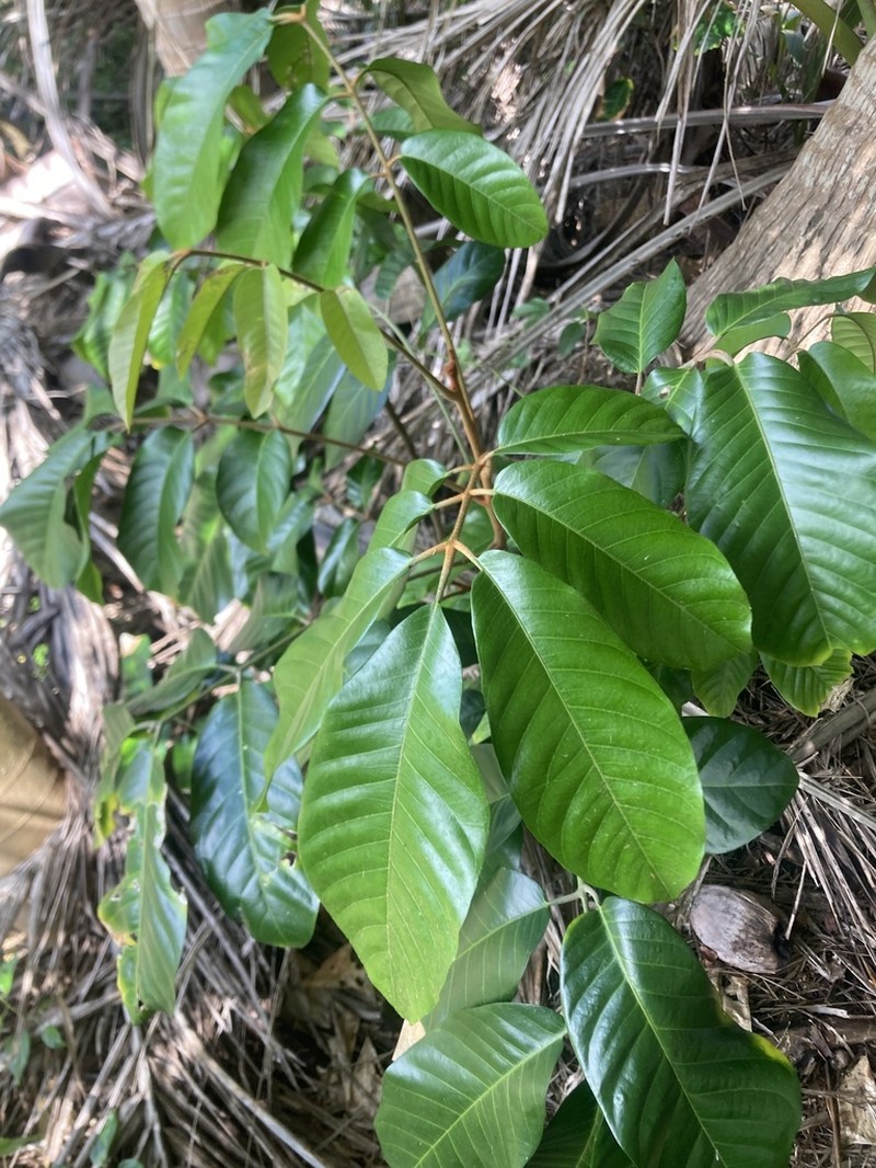 Aglaia mariannensis photo 6