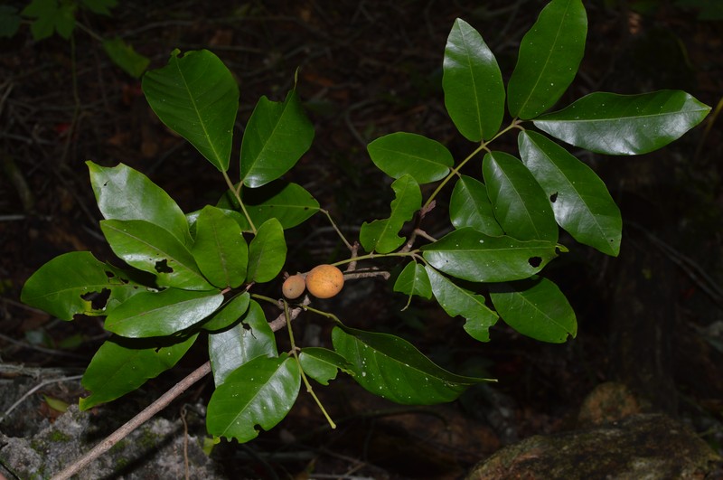 Aglaia ponapensis photo 3