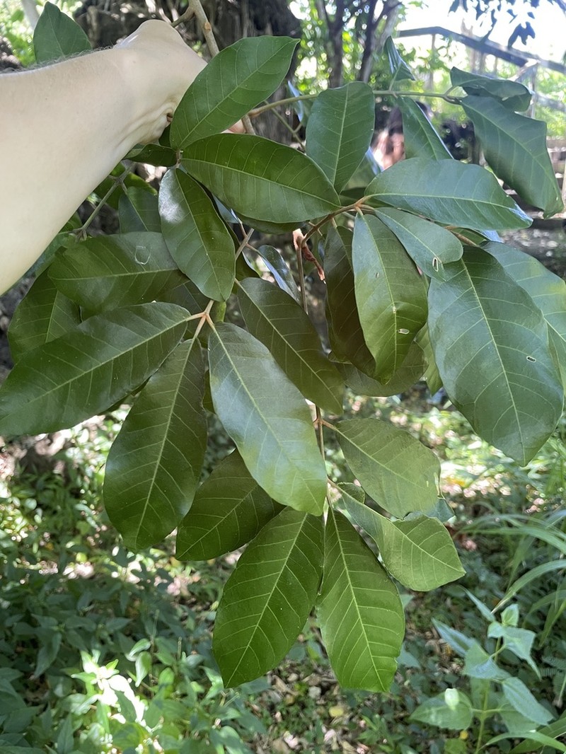 Aglaia ponapensis photo 8