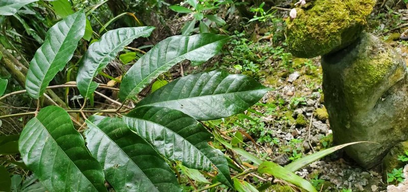 Aglaia mariannensis photo 3