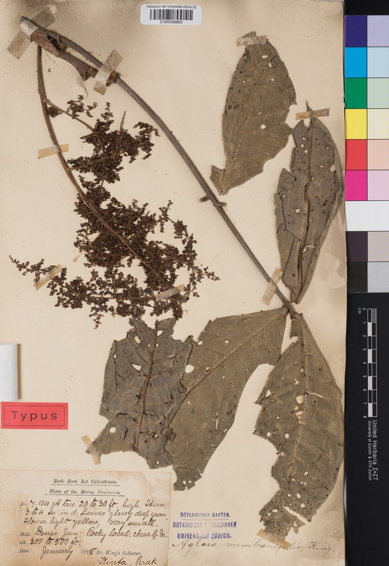Aglaia membranifolia photo 2